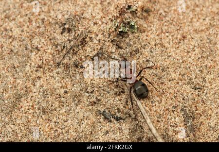 Ameise auf dem Sand aus nächster Nähe. Blick von oben Stockfoto