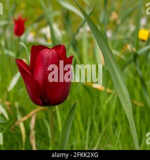Farben des Frühlings Stockfoto