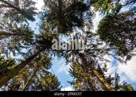 Eine Weitwinkelansicht von hohen Tannen in einem Englischer Wald Stockfoto