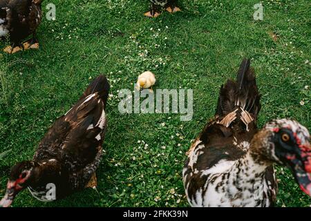 Fünf Tage alte kleine Küken oder Enten umgeben von erwachsenen Enten auf grünem Gras Hintergrund. Konzept der Emanzipation. Stockfoto