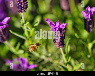 Biene fliegt über lila Blüten Stockfoto