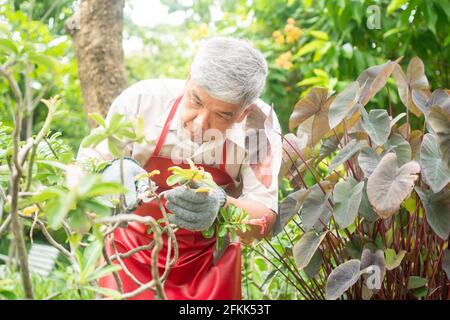 Ein glücklicher und lächelnder alter Mann aus Asien schneidet Zweige und Blumen für ein Hobby nach der Pensionierung in einem Haus. Konzept eines glücklichen Lebensstils und guten h Stockfoto