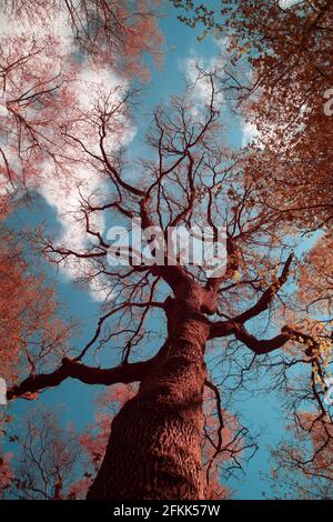 Frühling neues Blatt Baldachin Infrarot-Licht, grün Chlorophyll reichen Blättern rot werden als aerochrome-Film, hohe einzelne Eiche Quercus robur hoch oben Stockfoto