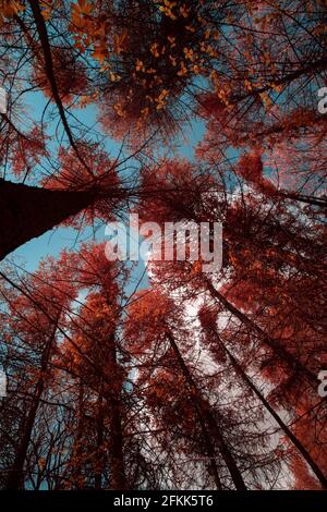 Frühling neue Blatt Baldachin Infrarot-Licht, grün Chlorophyll reichen Blättern rot werden als aerochromfilm, hohe Lärchen Larix dechidua hoch oben Stockfoto