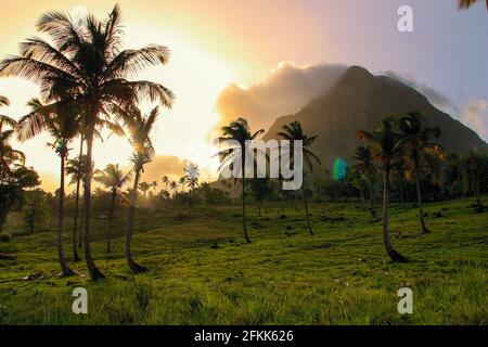 Sonnenuntergang Blick auf Palmen an einem entfernten Wiese in der Nähe von Vieux Fort auf St. Lucia in der Karibik mit einer Wolke Vulkan im Hintergrund wächst Stockfoto