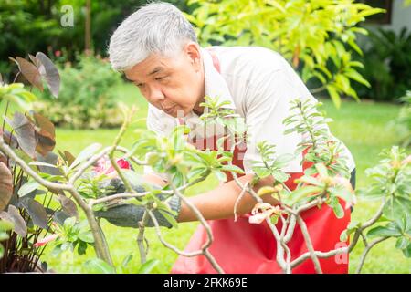 Ein glücklicher und lächelnder alter Mann aus Asien schneidet Zweige und Blumen für ein Hobby nach der Pensionierung in einem Haus. Konzept eines glücklichen Lebensstils und guten h Stockfoto
