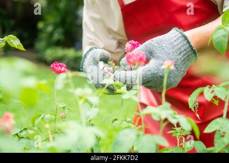 Ein glücklicher und lächelnder alter Mann aus Asien schneidet Zweige und Blumen für ein Hobby nach der Pensionierung in einem Haus. Konzept eines glücklichen Lebensstils und guten h Stockfoto