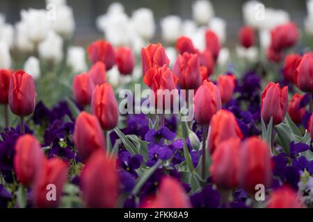 Farbenfrohe, frische rote Tulpen in einem Bett aus Frühlingsblumen Unscharfer Hintergrund Stockfoto