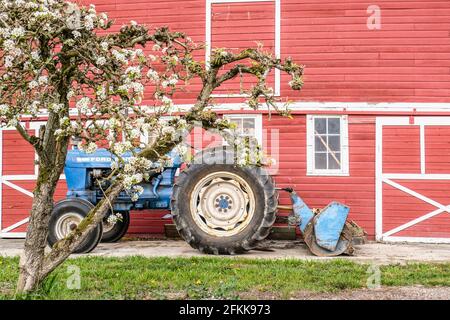 Ein alter blauer Ford Traktor mit Hecklader in Vor der roten Scheune hinter einem Kirschbaum Stockfoto