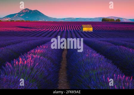 Atemberaubende Landschaft mit Lavendelplantagen auf den Feldern. Lavendelreihen mit spektakulären blumigen Büschen bei Sonnenuntergang, Valensole, Provence, Frankreich, Europa Stockfoto