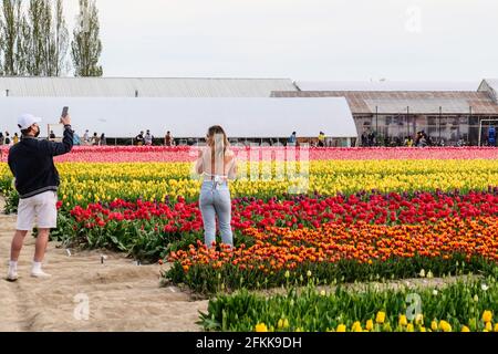 Junges Paar, das Smartphone-Bilder in bunten Tulpenfeldern Stockfoto