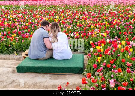 Rückansicht eines jungen Paares, das in hellen Farben sitzt Blühende Tulpenfelder Stockfoto