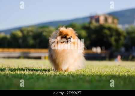 Zverg Spitz, pommerscher Welpe, der auf Gras posiert Stockfoto