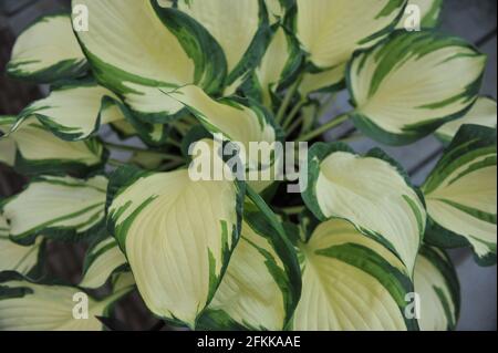 Im April wächst die bunte Hosta Dancing in the Rain in einem Topf in einem Garten weiter Stockfoto