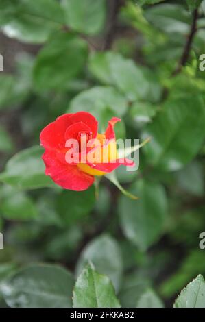 Rot mit gelber Rückseite Hybride Teerose (Rosa) im Mai blüht Chivalry in einem Garten Stockfoto