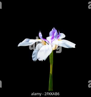 Weiße und violette Irisblume Nahaufnahme auf schwarzem Hintergrund Stockfoto