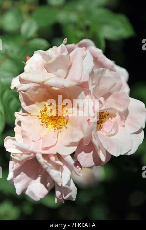 Rosa großblütige Kletterrose (Rosa) Clair Matin blüht im Juni in einem Garten Stockfoto