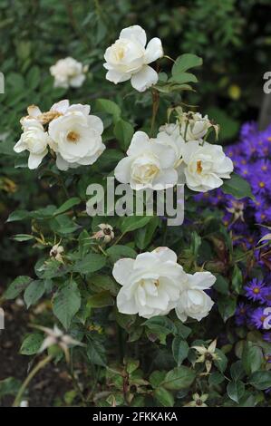 Die weiße Floribunda Rose (Rosa) Class Act blüht im September in einem Garten Stockfoto