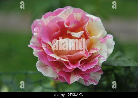 Gelb mit rosa Streifen Strauchrose (Rosa) Claude Monet blüht im Juni in einem Garten Stockfoto