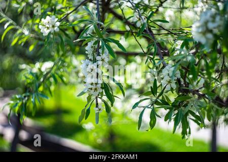 in einem Garten blühender Baum mit weidenblättriger oder weinender Birne Stockfoto