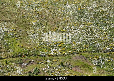 Eine Frau im leuchtend orangen Kleid Wandern, helle und bunte Wildblumen Arrowleaf Balsamroot Blüht auf den Foot Hills von Wenachee, Ost-Washington Stockfoto