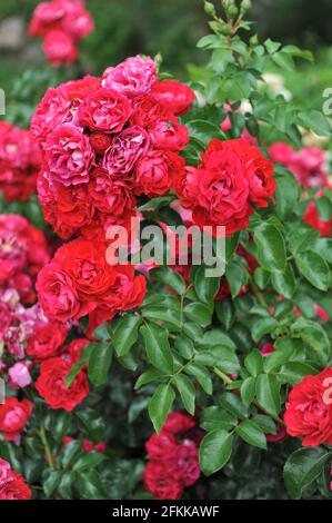 Rote Floribunda Rose (Rosa) kolossales Meidiland blüht im Juli in einem Garten Stockfoto