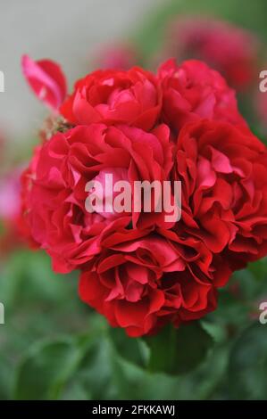 Rote Floribunda Rose (Rosa) kolossales Meidiland blüht im Juli in einem Garten Stockfoto