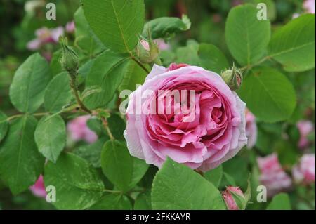 Rosa Portlandrose (Rosa) Comte de Chambord blüht im Juni in einem Garten Stockfoto