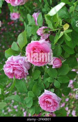 Rosa Portlandrose (Rosa) Comte de Chambord blüht im Juni in einem Garten Stockfoto