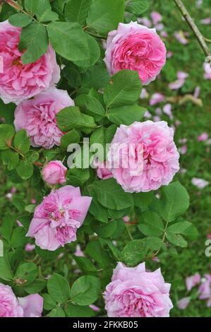 Rosa Portlandrose (Rosa) Comte de Chambord blüht im Juni in einem Garten Stockfoto