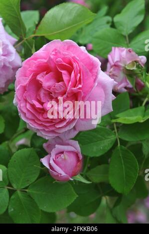 Rosa Portlandrose (Rosa) Comte de Chambord blüht im Juni in einem Garten Stockfoto