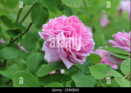 Rosa Portlandrose (Rosa) Comte de Chambord blüht im Juni in einem Garten Stockfoto