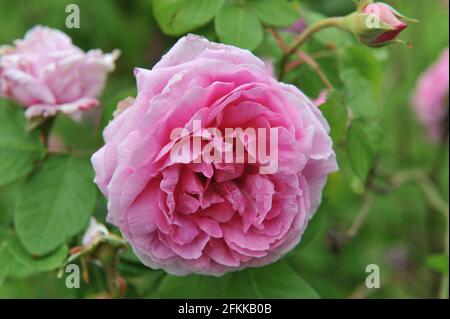 Rosa Portlandrose (Rosa) Comte de Chambord blüht im Juni in einem Garten Stockfoto