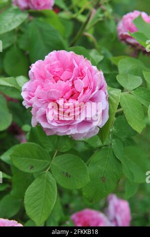 Rosa Portlandrose (Rosa) Comte de Chambord blüht im Juni in einem Garten Stockfoto