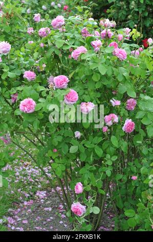 Rosa Portlandrose (Rosa) Comte de Chambord blüht im Juni in einem Garten Stockfoto