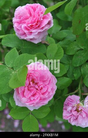 Rosa Portlandrose (Rosa) Comte de Chambord blüht im Juni in einem Garten Stockfoto