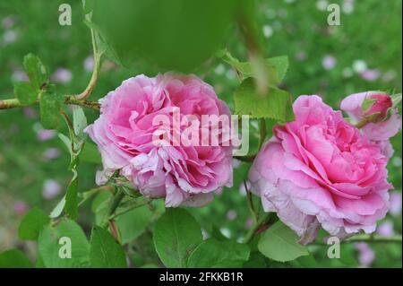 Rosa Portlandrose (Rosa) Comte de Chambord blüht im Juni in einem Garten Stockfoto