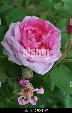 Rosa Portlandrose (Rosa) Comte de Chambord blüht im Juni in einem Garten Stockfoto