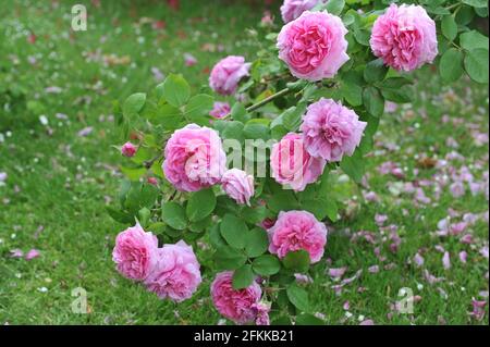 Rosa Portlandrose (Rosa) Comte de Chambord blüht im Juni in einem Garten Stockfoto