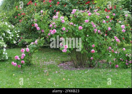 Rosa Portlandrose (Rosa) Comte de Chambord blüht im Juni in einem Garten Stockfoto