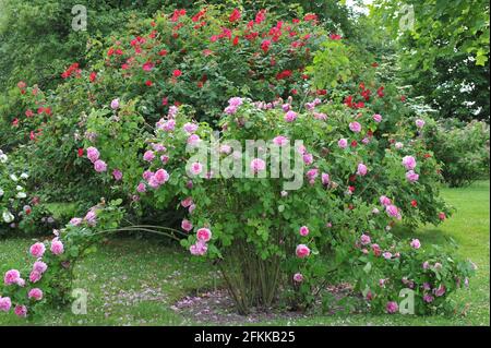 Rosa Portlandrose (Rosa) Comte de Chambord blüht im Juni in einem Garten Stockfoto