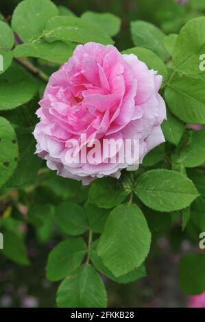 Rosa Portlandrose (Rosa) Comte de Chambord blüht im Juni in einem Garten Stockfoto