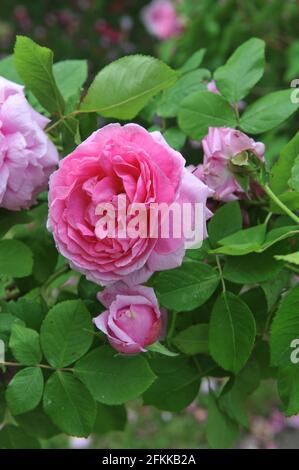 Rosa Portlandrose (Rosa) Comte de Chambord blüht im Juni in einem Garten Stockfoto