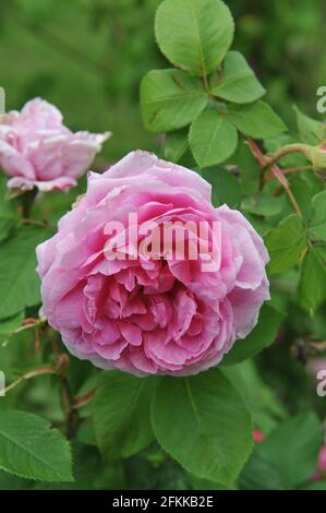 Rosa Portlandrose (Rosa) Comte de Chambord blüht im Juni in einem Garten Stockfoto