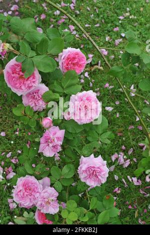 Rosa Portlandrose (Rosa) Comte de Chambord blüht im Juni in einem Garten Stockfoto