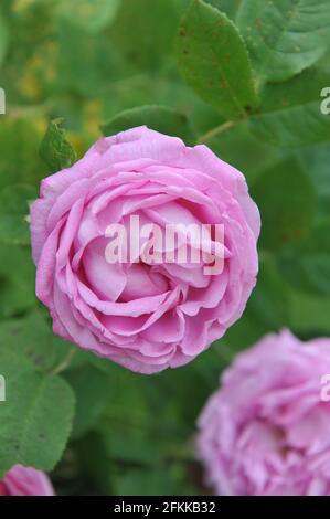 Rosa Hybride Perpetuelle Rose (Rosa) die Comtesse Cecile de Chabrillant blüht im Juni in einem Garten Stockfoto
