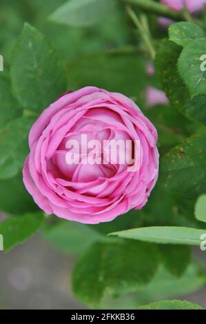 Rosa Hybride Perpetuelle Rose (Rosa) die Comtesse Cecile de Chabrillant blüht im Juni in einem Garten Stockfoto