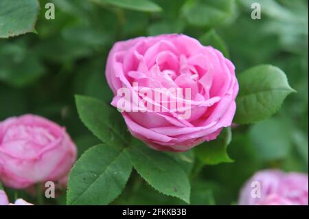 Rosa Hybride Perpetuelle Rose (Rosa) die Comtesse Cecile de Chabrillant blüht im Juni in einem Garten Stockfoto