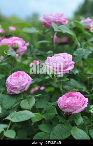 Rosa Hybride Perpetuelle Rose (Rosa) die Comtesse Cecile de Chabrillant blüht im Juni in einem Garten Stockfoto