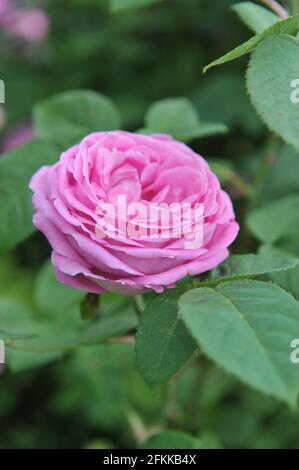 Rosa Hybride Perpetuelle Rose (Rosa) die Comtesse Cecile de Chabrillant blüht im Juni in einem Garten Stockfoto